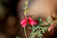 Indigofera hedyantha