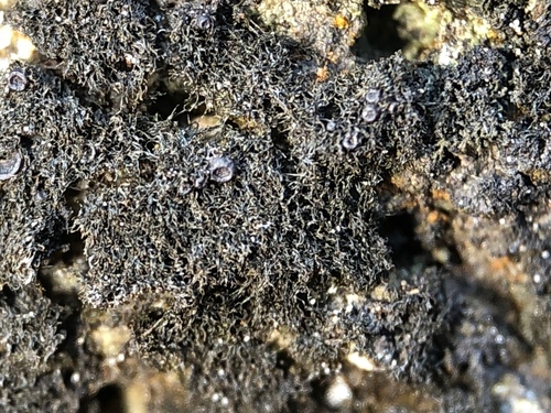 Thermutis velutina image