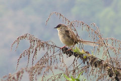 Prinia crinigera