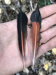 Colaptes auratus collaris