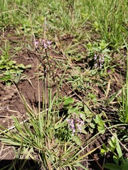 Orthosiphon suffrutescens