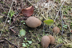 Lycoperdon nigrescens