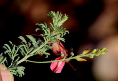 Indigofera hedyantha