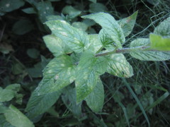 Puccinia arenariae