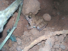 Minervarya rufescens