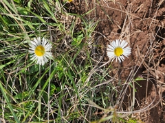 Aphanostephus ramosissimus