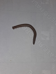 Cleidogona