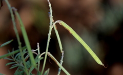 Indigofera hedyantha