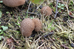 Lycoperdon nigrescens