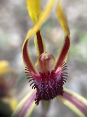 Caladenia arrecta