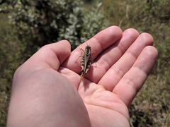 Acorypha glaucopsis