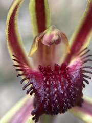 Caladenia arrecta