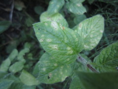 Puccinia arenariae
