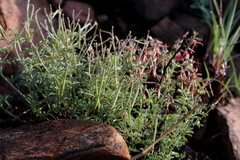 Indigofera hedyantha