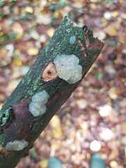 Myxarium nucleatum