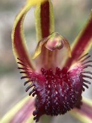 Caladenia arrecta