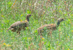 Scleroptila gutturalis
