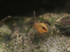 Dicyrtomina ornata