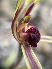 Caladenia arrecta