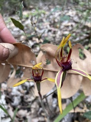 Caladenia arrecta
