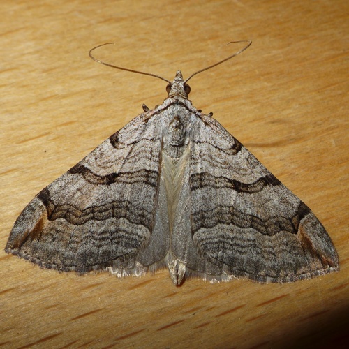 Representative image of Aplocera plagiata