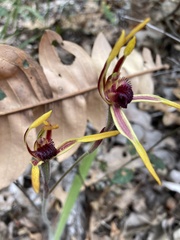 Caladenia arrecta