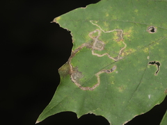 Stigmella aceris