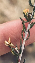 Aspalathus subtingens