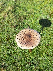 Macrolepiota