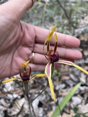 Caladenia arrecta