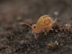 Dicyrtomina ornata