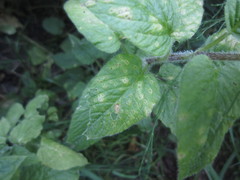 Puccinia arenariae