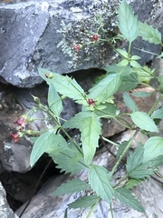 Scrophularia parviflora
