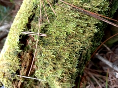 Lepidoziaceae
