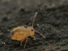 Dicyrtomina ornata