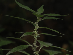 Parietaria officinalis