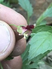 Scrophularia parviflora