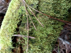 Lepidoziaceae
