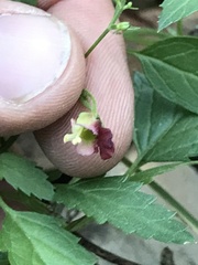 Scrophularia parviflora