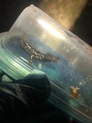 Plethodon glutinosus