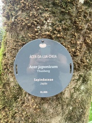 Acer japonicum