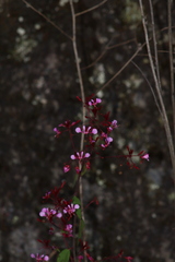 Lopezia racemosa