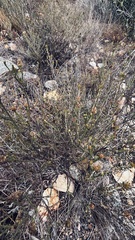 Aspalathus subtingens