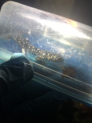 Plethodon glutinosus