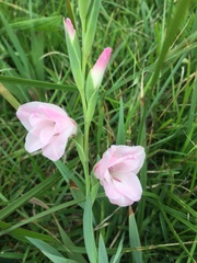 Gladiolus ochroleucus