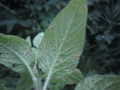 Puccinia arenariae