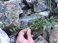 Scrophularia parviflora