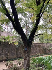 Acer japonicum