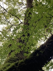 Acer japonicum