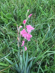 Gladiolus ochroleucus